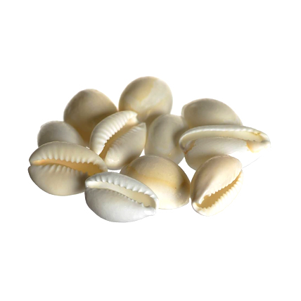 Kodi Sea Shell